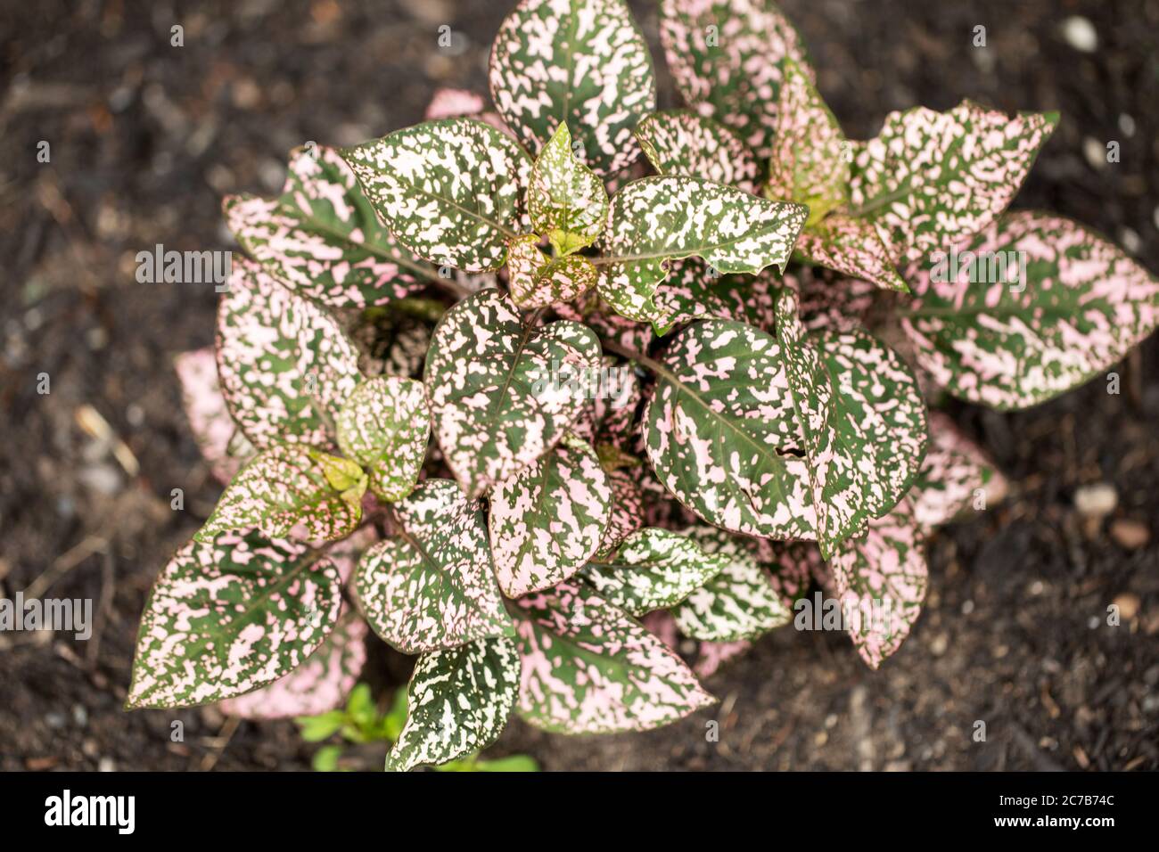 Polka dot plant (Hypoestes phyllostachya) in family Acanthaceae in variety Hippo Pink. Stock Photo