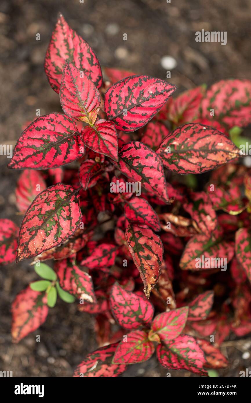 Polka dot plant (Hypoestes phyllostachya) in family Acanthaceae in variety Hippo Red. Stock Photo