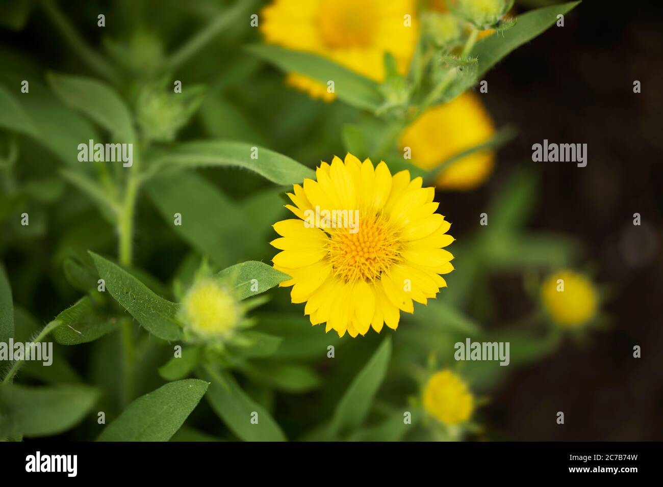 A gaillardia (blanket flower) hybrid in variety Heat It Up Yellow, in the sunflower family (Asteraceae). Stock Photo