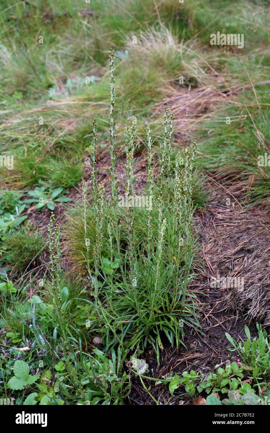 Gnaphalium sylvaticum - Wild plant shot in summer. Stock Photo