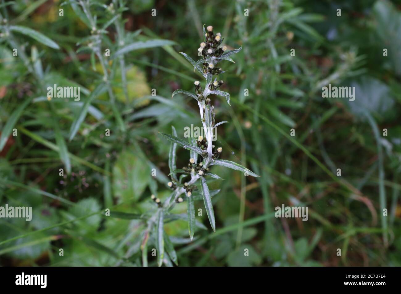 Gnaphalium sylvaticum - Wild plant shot in summer. Stock Photo