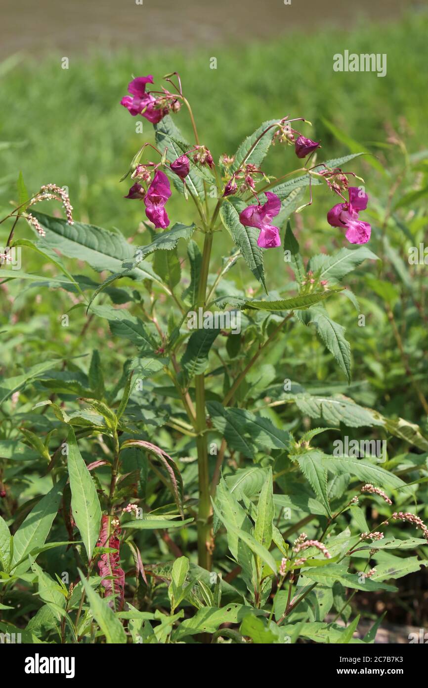 Impatiens glandulifera, Indian Balsam. Wild plant shot in summer. Stock Photo