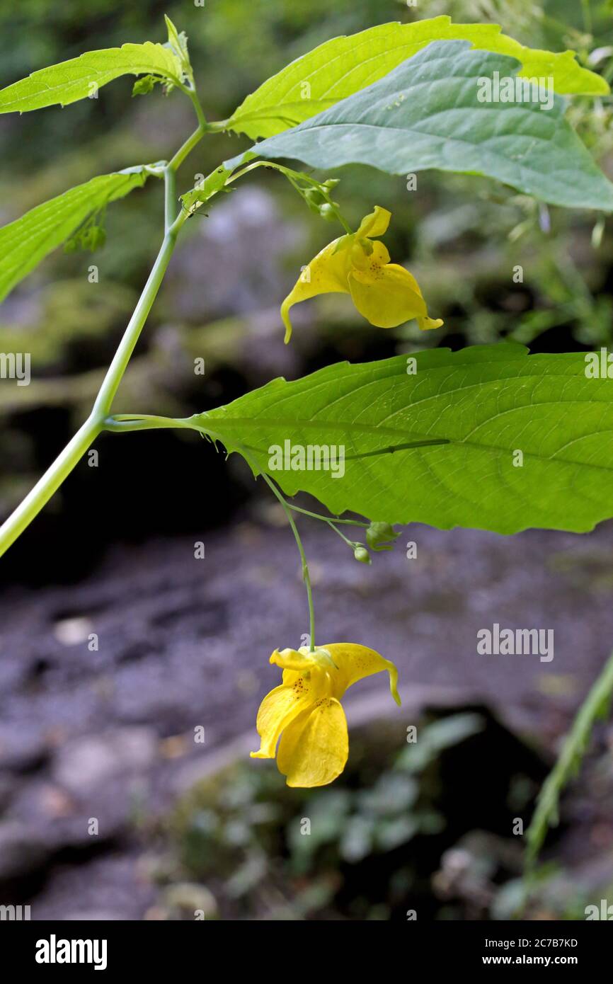 Impatiens noli-tangere - Wild plant shot in summer. Stock Photo