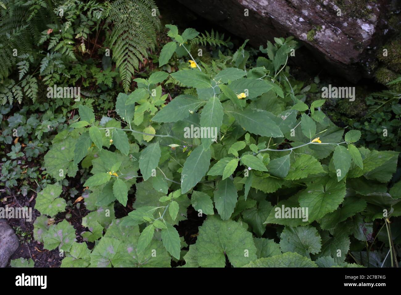 Impatiens noli-tangere - Wild plant shot in summer. Stock Photo