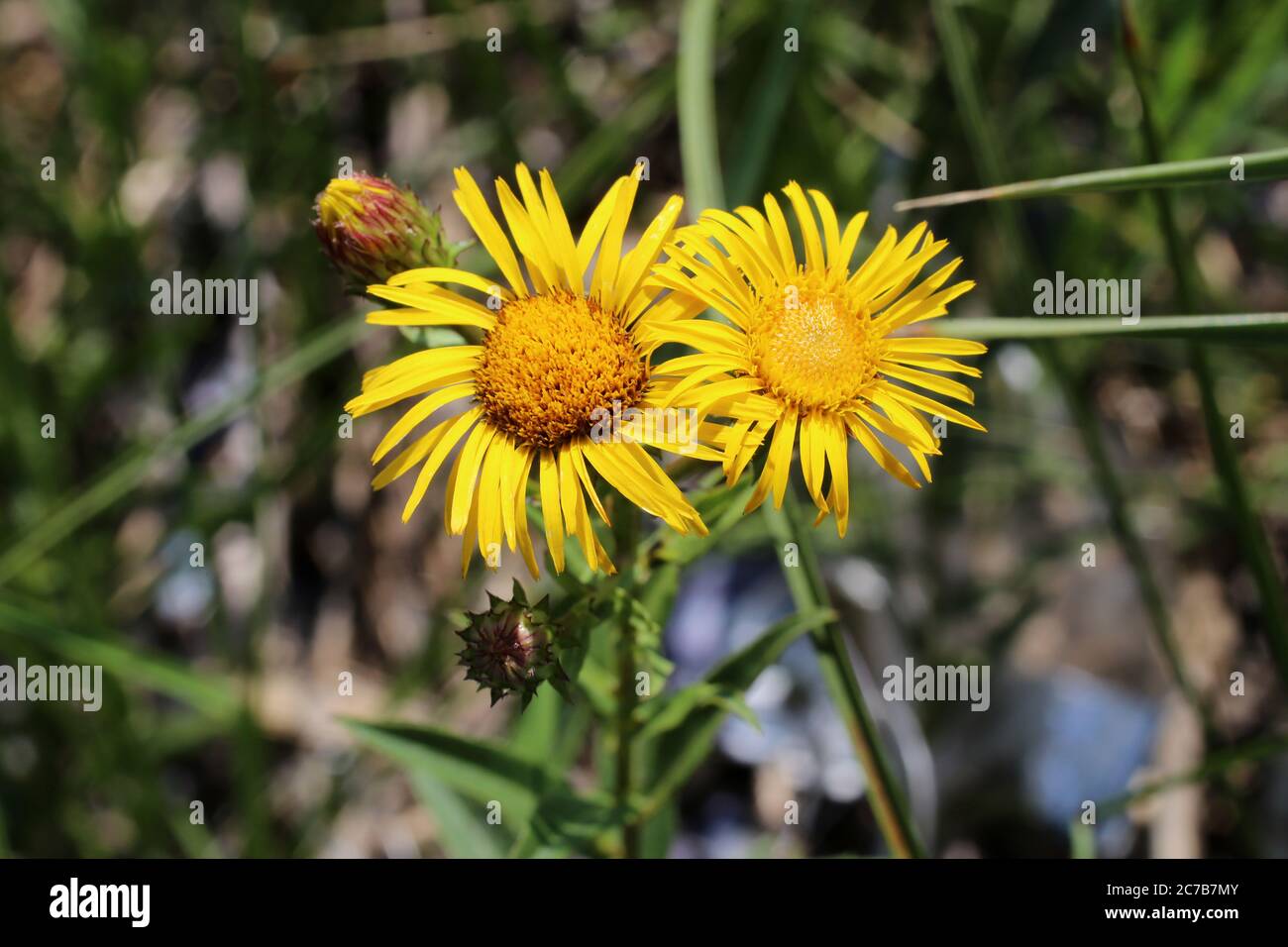 Inula salicina, Irish Fleabane. Wild plant shot in summer. Stock Photo