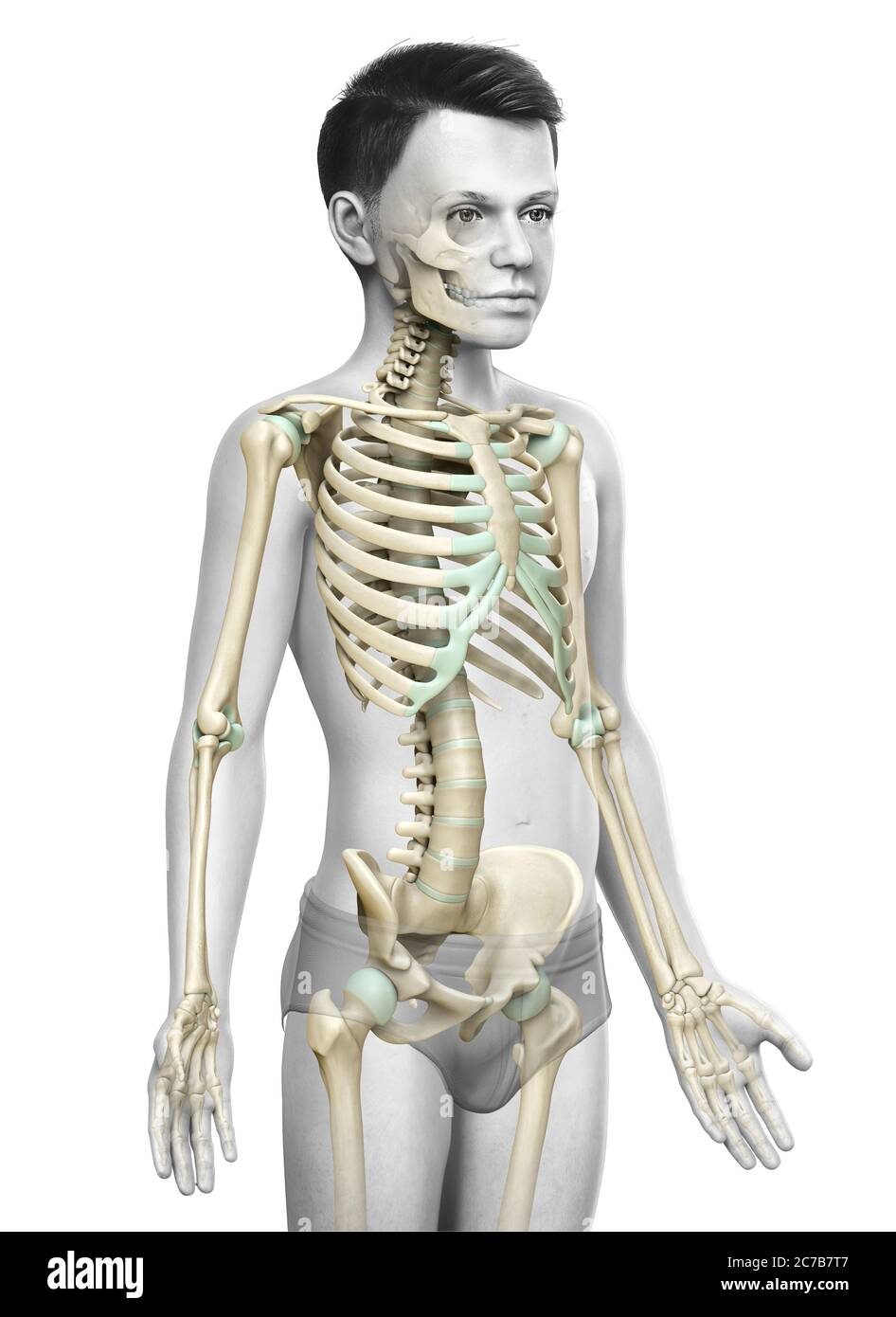 3d rendered, medically accurate illustration of a young boy skeleton ...