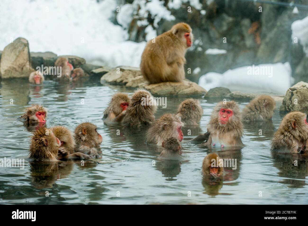 Snow Monkeys Japanese Macaques Are Sitting In The Hot Springs At Snow Monkeys Japanese Macaques Are Sitting In The Hot Springs At
