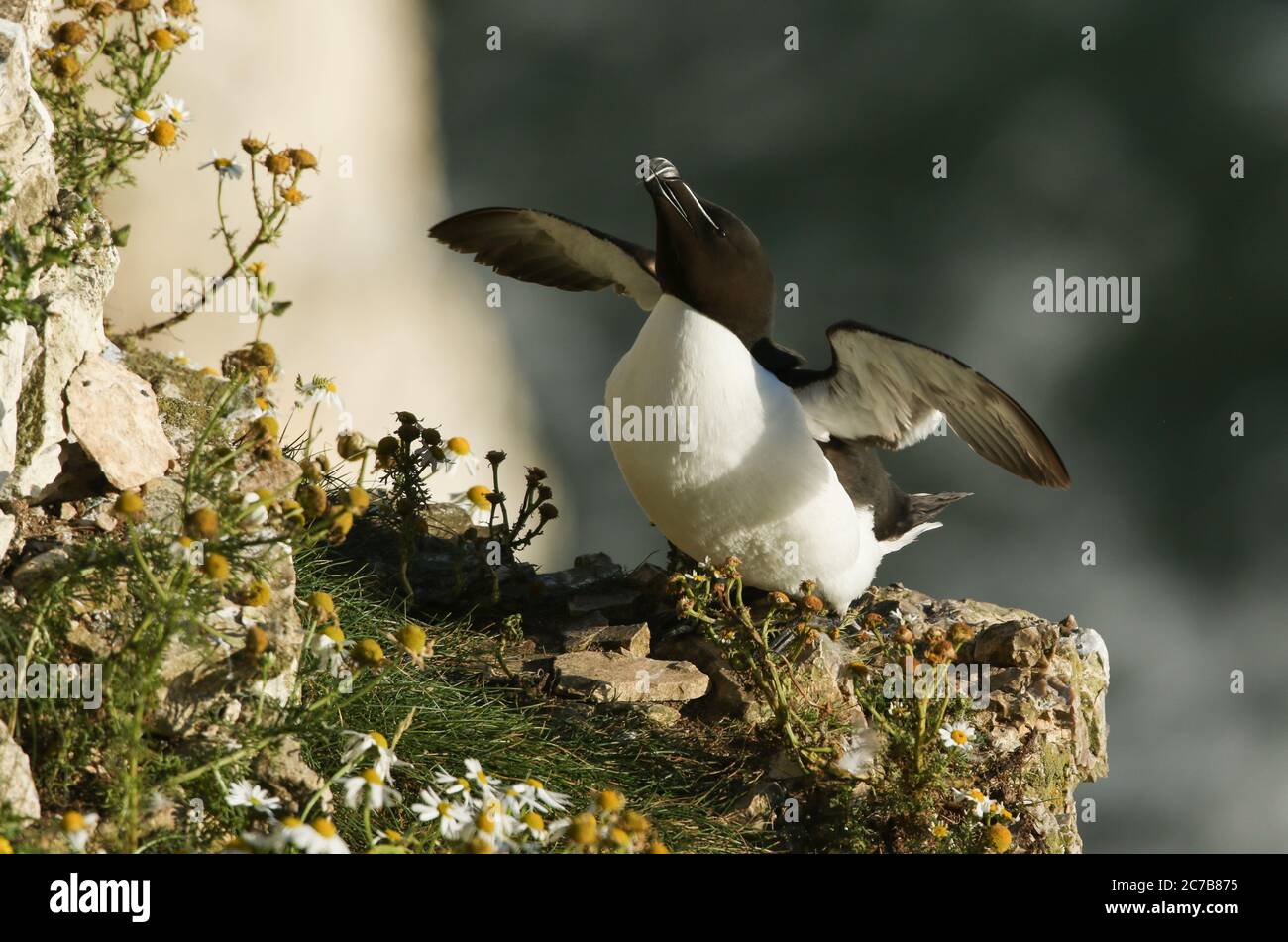 A stunning Razorbill, Alca torda, flapping its wings on a flower covered cliff ledge at the edge of the sea. Stock Photo