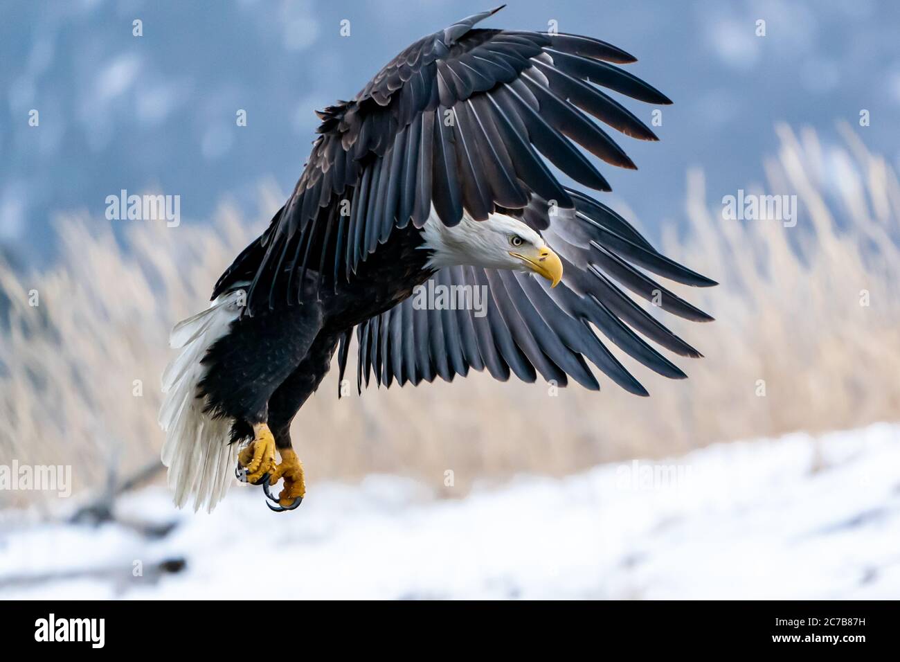 Bald eagle (Haliaeetus leucocephalus) in Homer, Alaska Stock Photo - Alamy