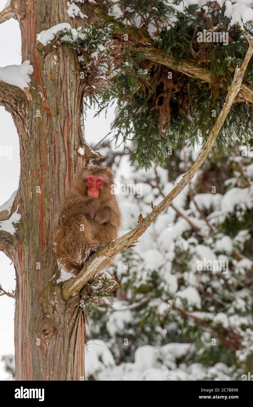 A Snow monkey (Japanese macaques) is sitting in a cedar tree at Jigokudani near Nagano on Honshu Island, Japan. Stock Photo