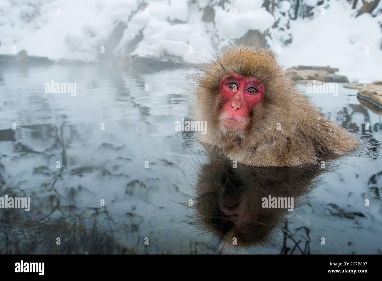 monkey island japan monkey island japan