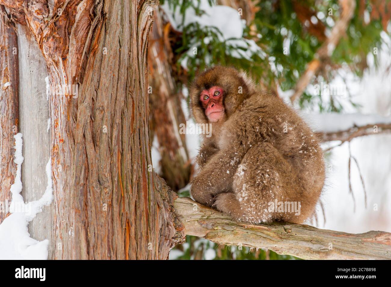 A Snow monkey (Japanese macaques) is sitting in a cedar tree at Jigokudani near Nagano on Honshu Island, Japan. Stock Photo