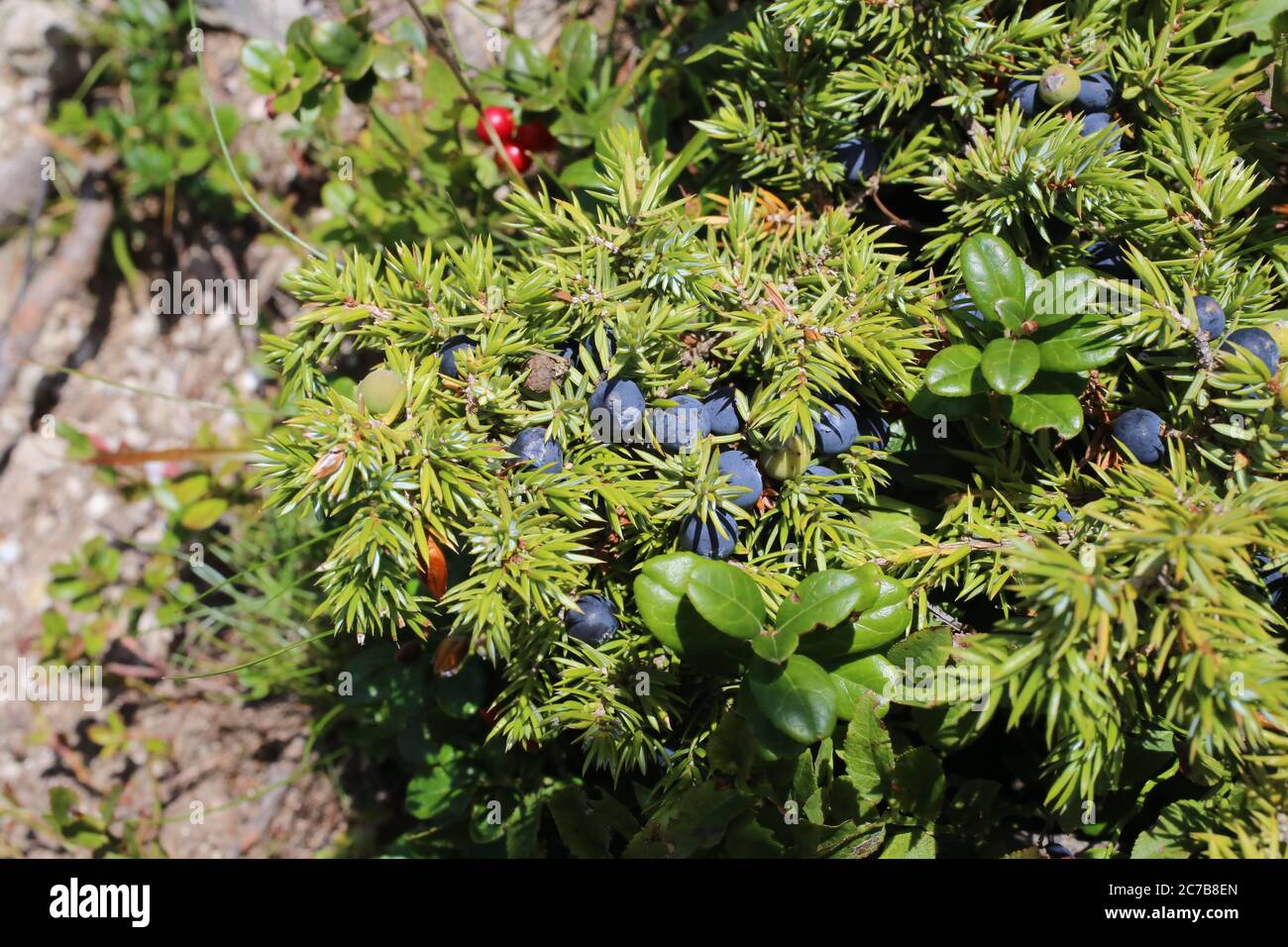 Juniperus communis subsp. nana, Juniperus sibirica. Wild plant shot in summer. Stock Photo
