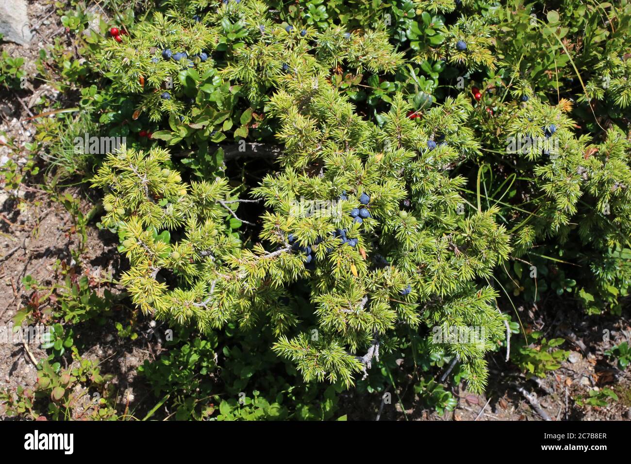 Juniperus communis subsp. nana, Juniperus sibirica. Wild plant shot in summer. Stock Photo