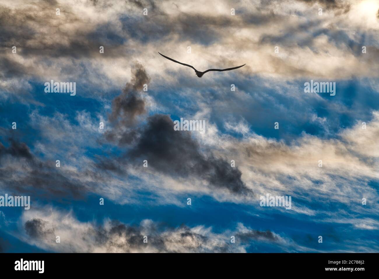 A Single Bird Flies Into the Colorful Vibrant Sunset Clouds as Sun Rays ...