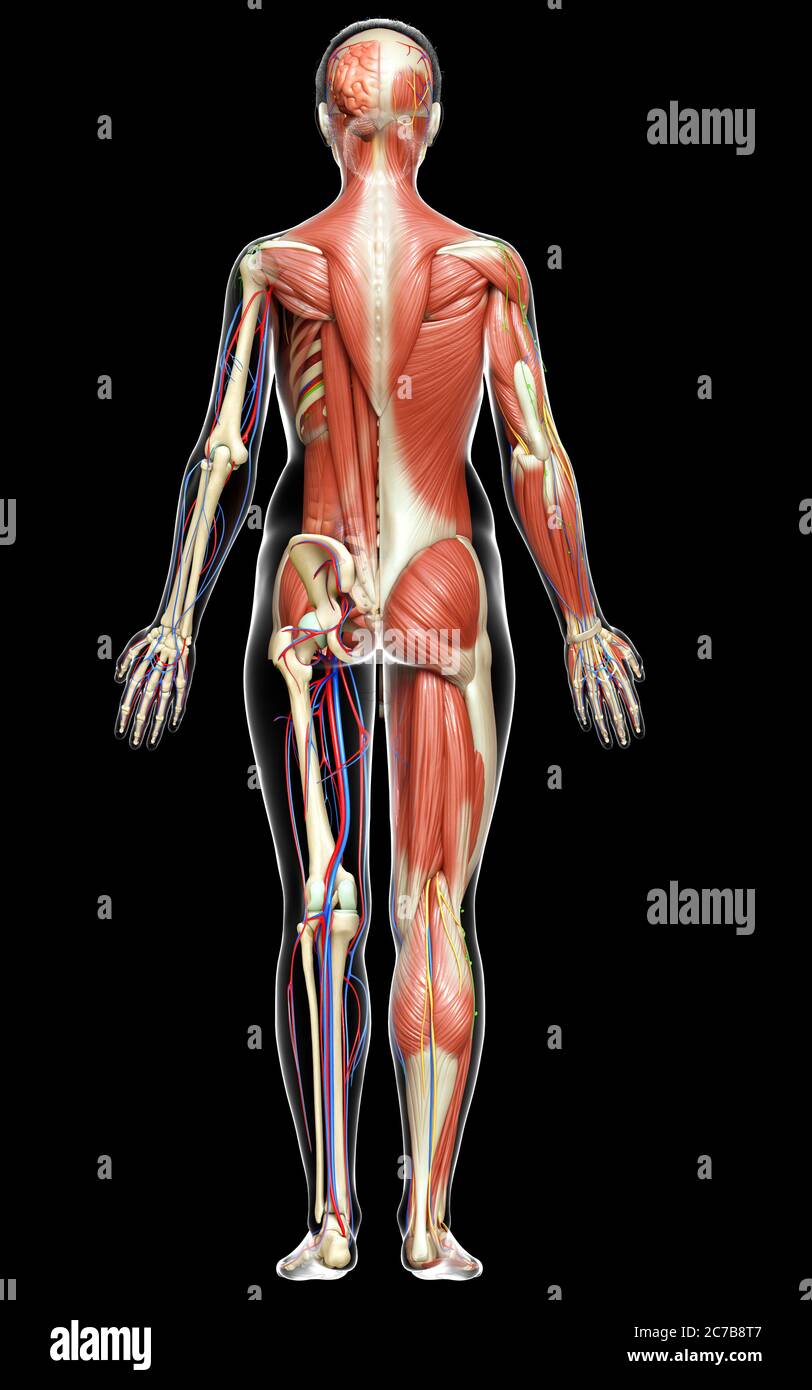 3d rendered medically accurate of the female anatomy Stock Photo