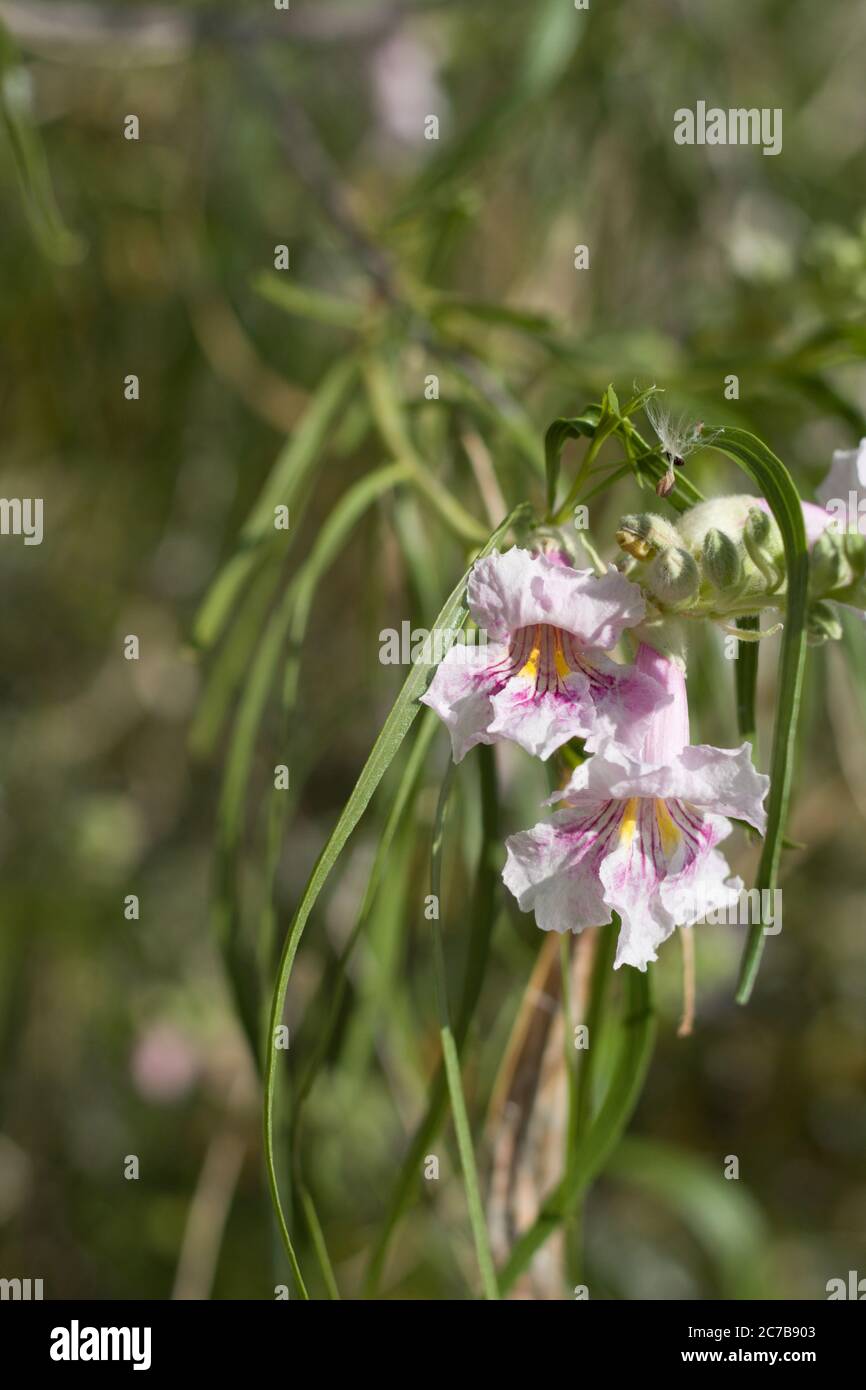 Desert Willow, Chilopsis Linearis, Bignoniaceae, native Deciduous Shrub in the margins of