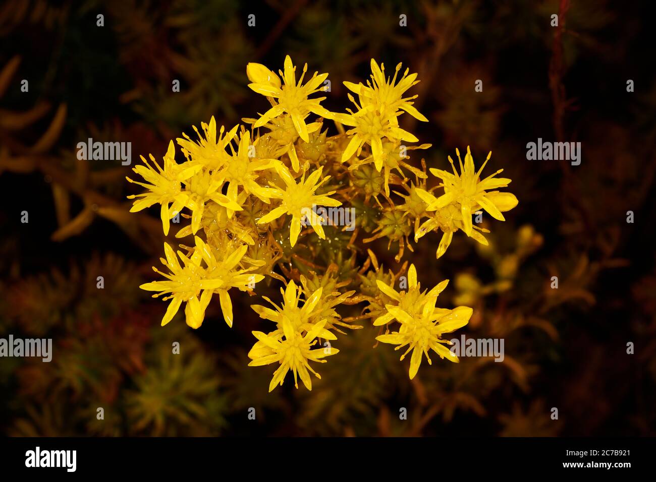 Small yellow flowers of the Reflexed Stonecrop (sedum rupestre) plant. Stock Photo