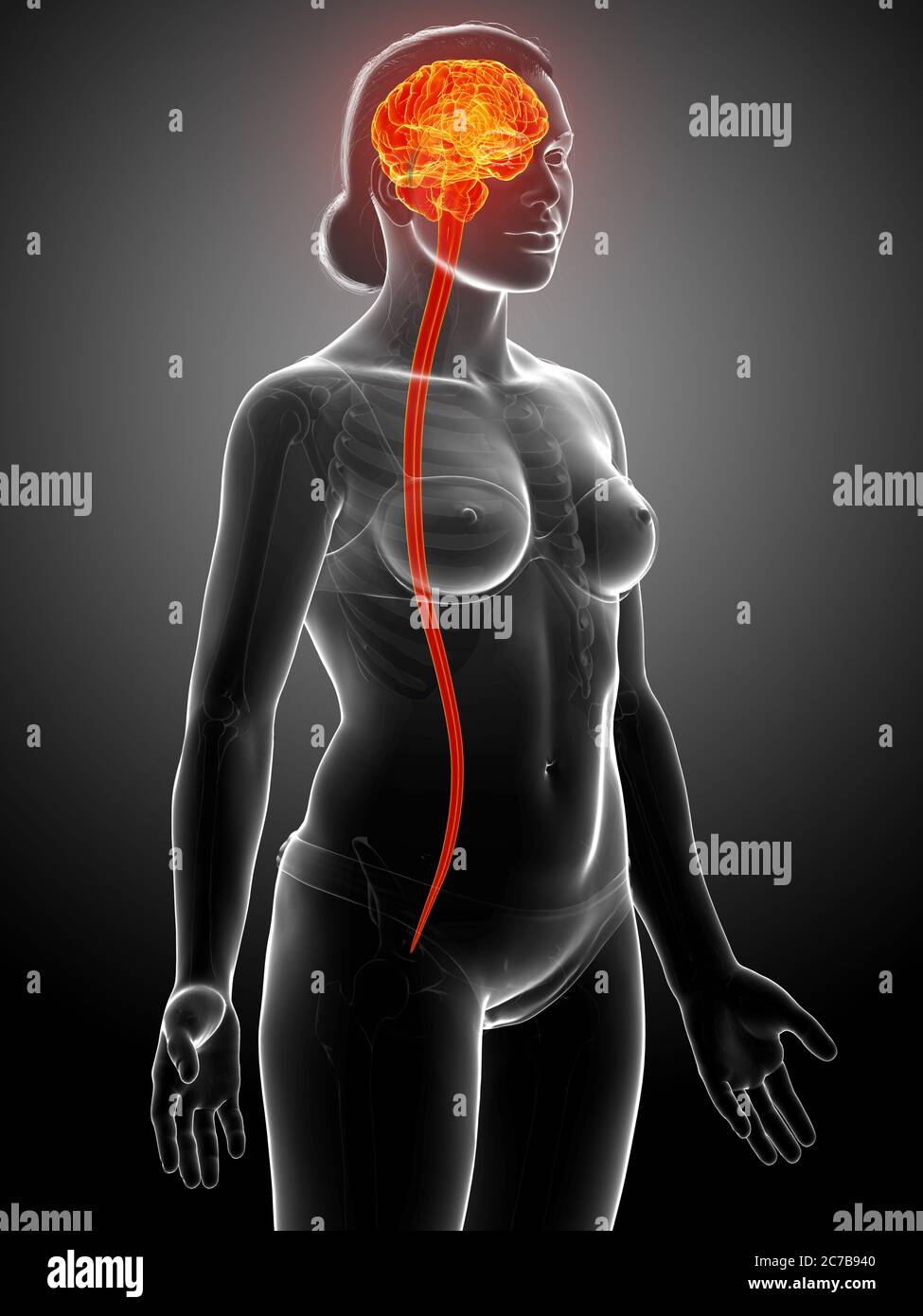 3d rendered medically accurate illustration of the brain Stock Photo ...