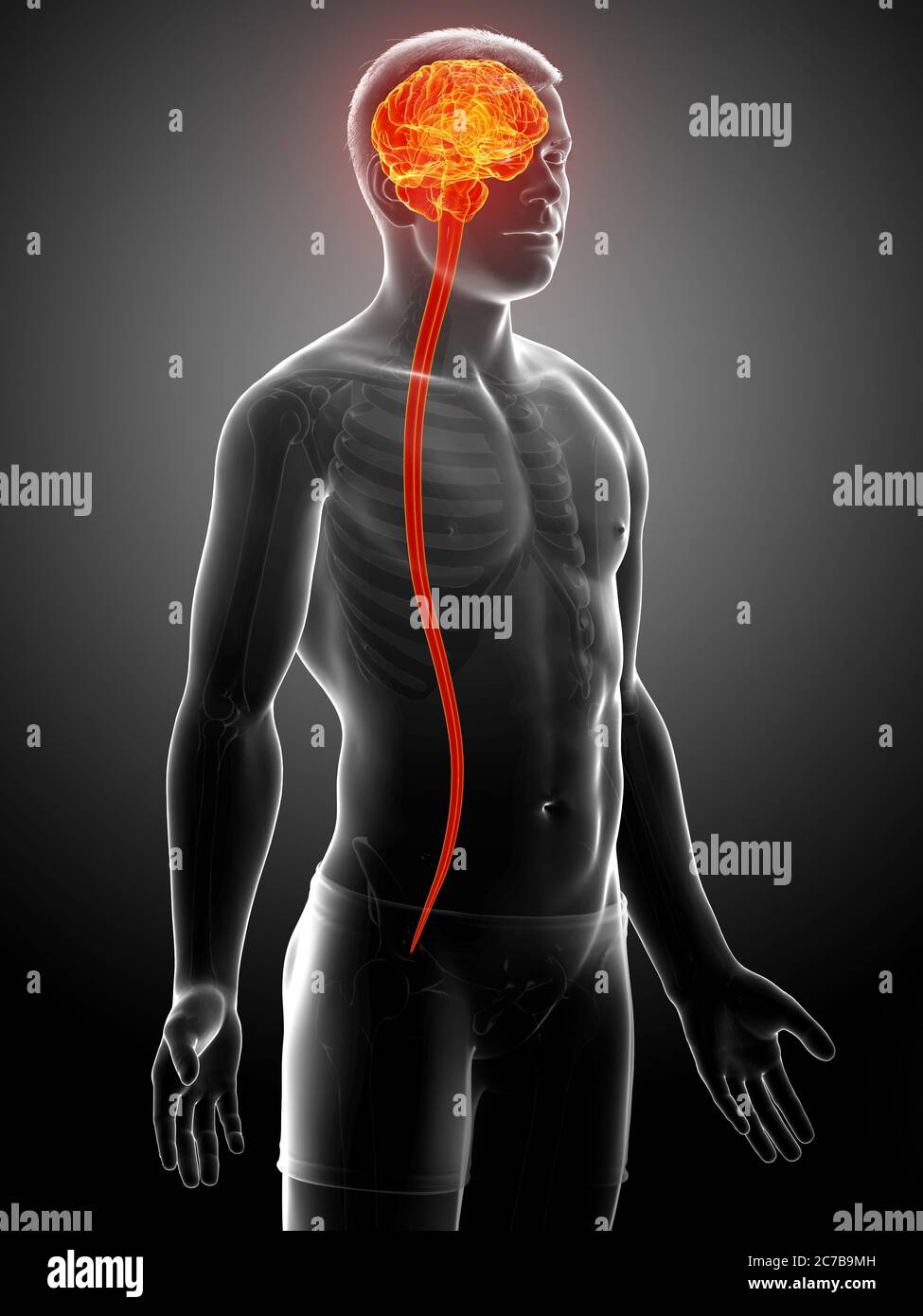 3d rendered medically accurate illustration of a male brain Stock Photo ...