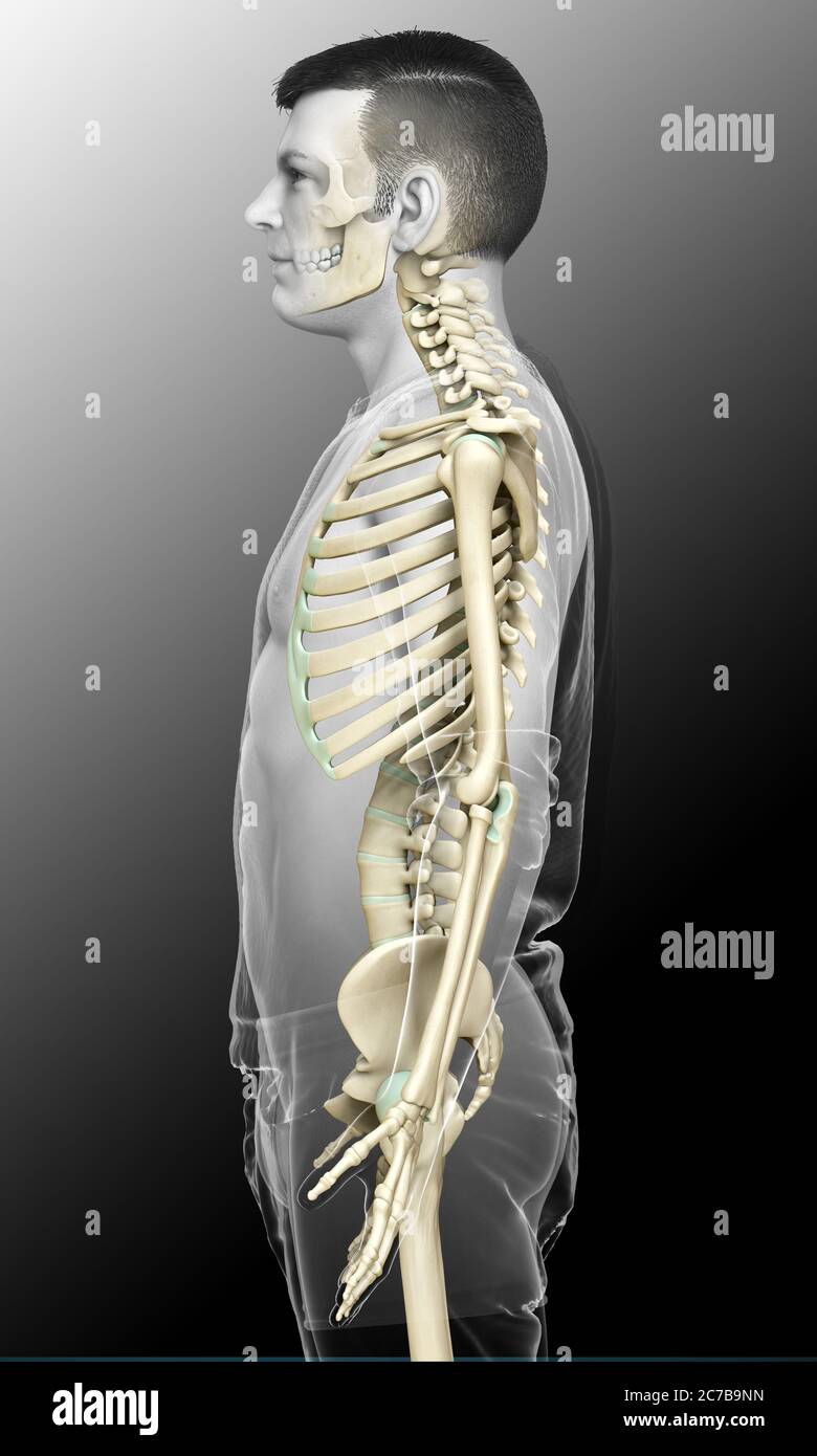 3d rendered, medically accurate illustration of a male skeleton system ...