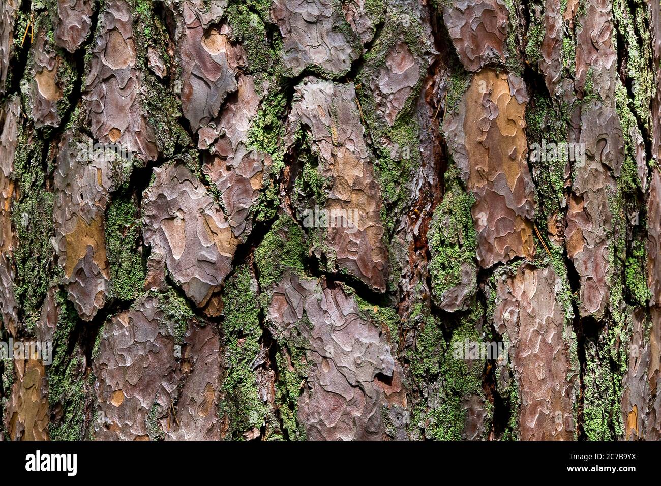 Bark of pine tree.Background.Texture Stock Photo - Alamy