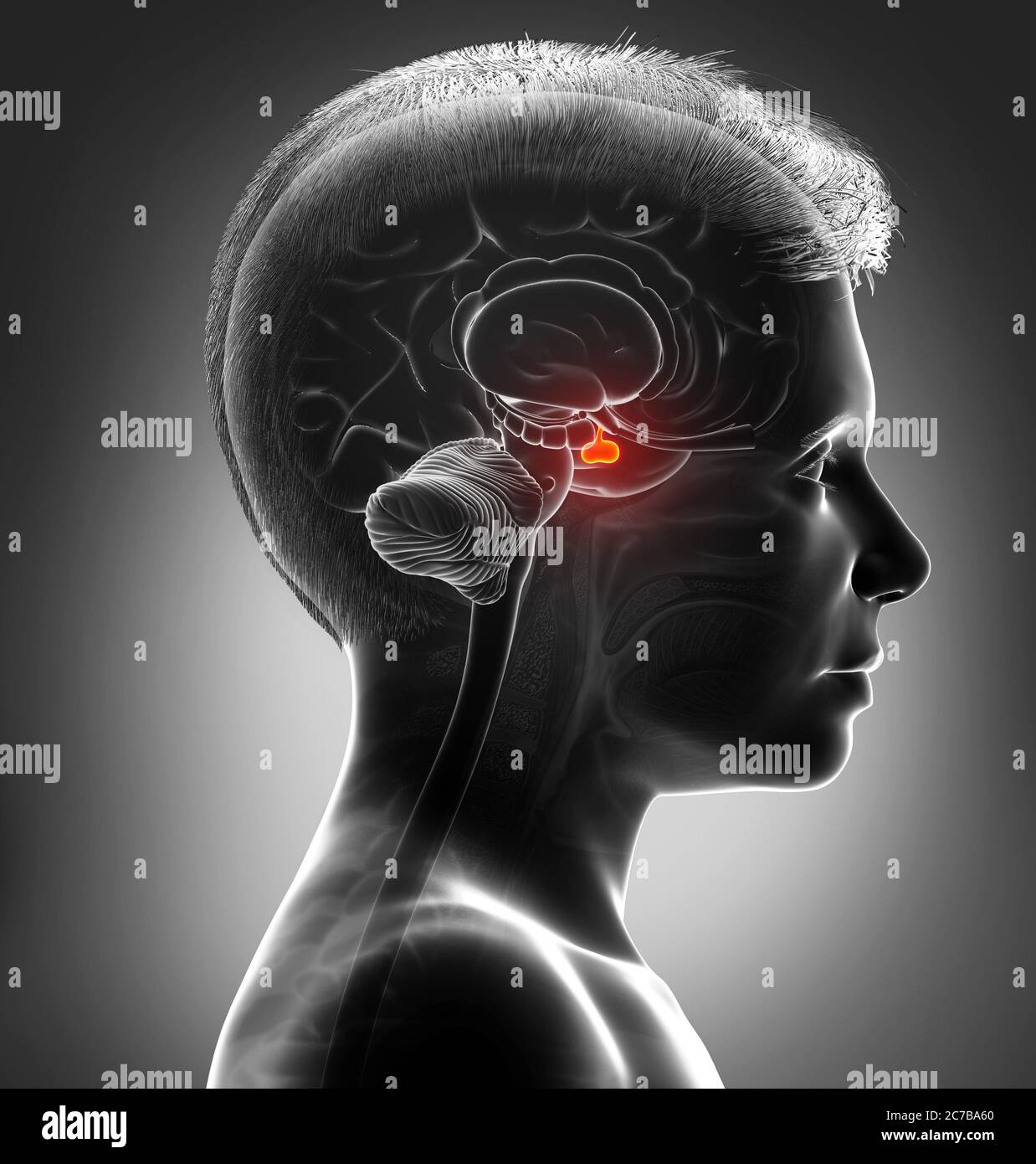 3d rendering medical illustration ofa boy Brain anatomy PITUITARY GLAND ...