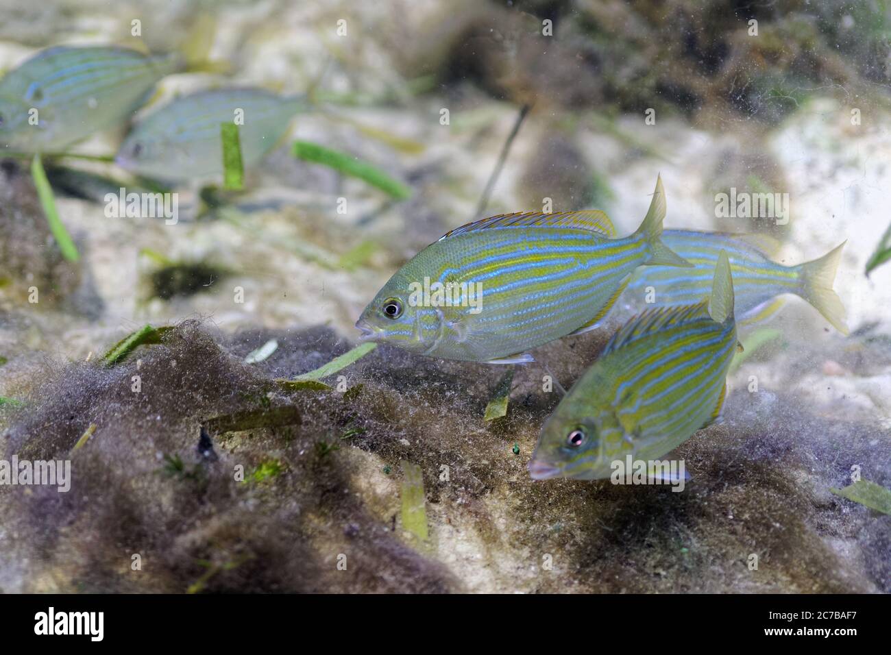 A small school of Pinfish (Lagodon rhomboides) searches for food amongst the Lyngbya (algae). Stock Photo