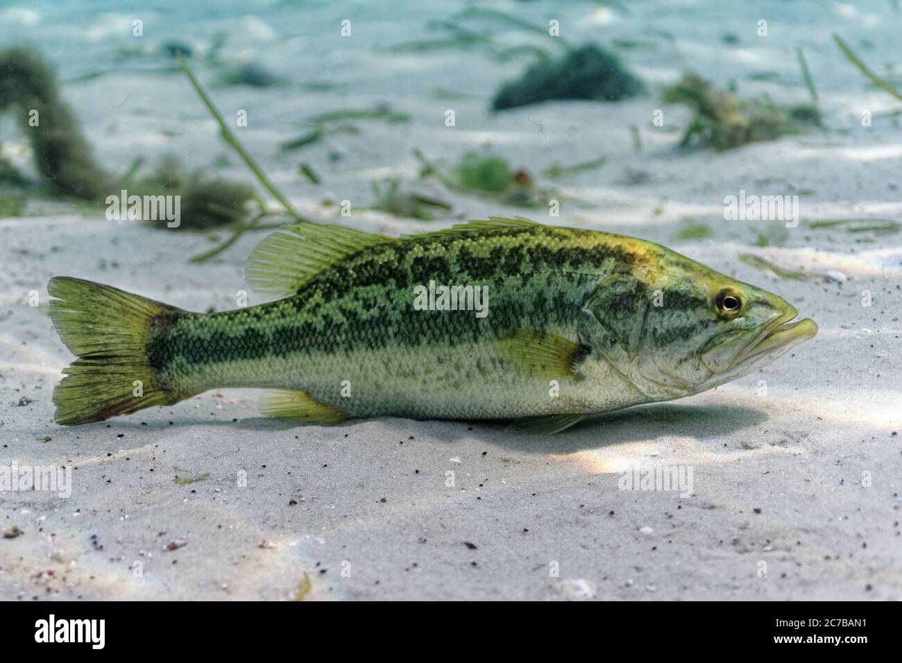 A large Largemouth Bass (Micropterus salmoides) rests on the sandy bottom of a central Florida spring. This fish seemed completely unconcerned about t Stock Photo
