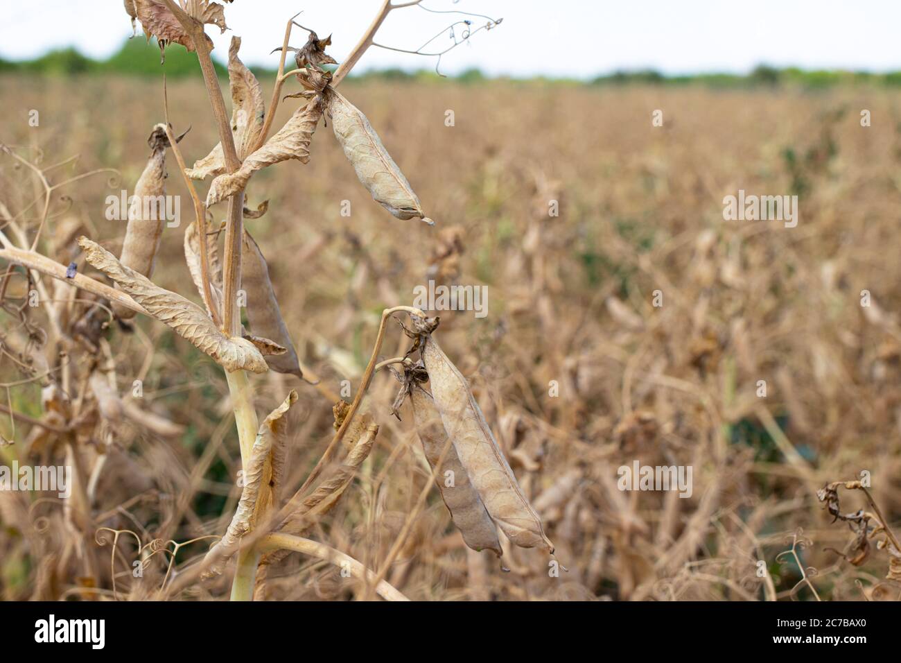 Yellow dry mature pea field. Ripe peas are ready for harvest. Stock Photo