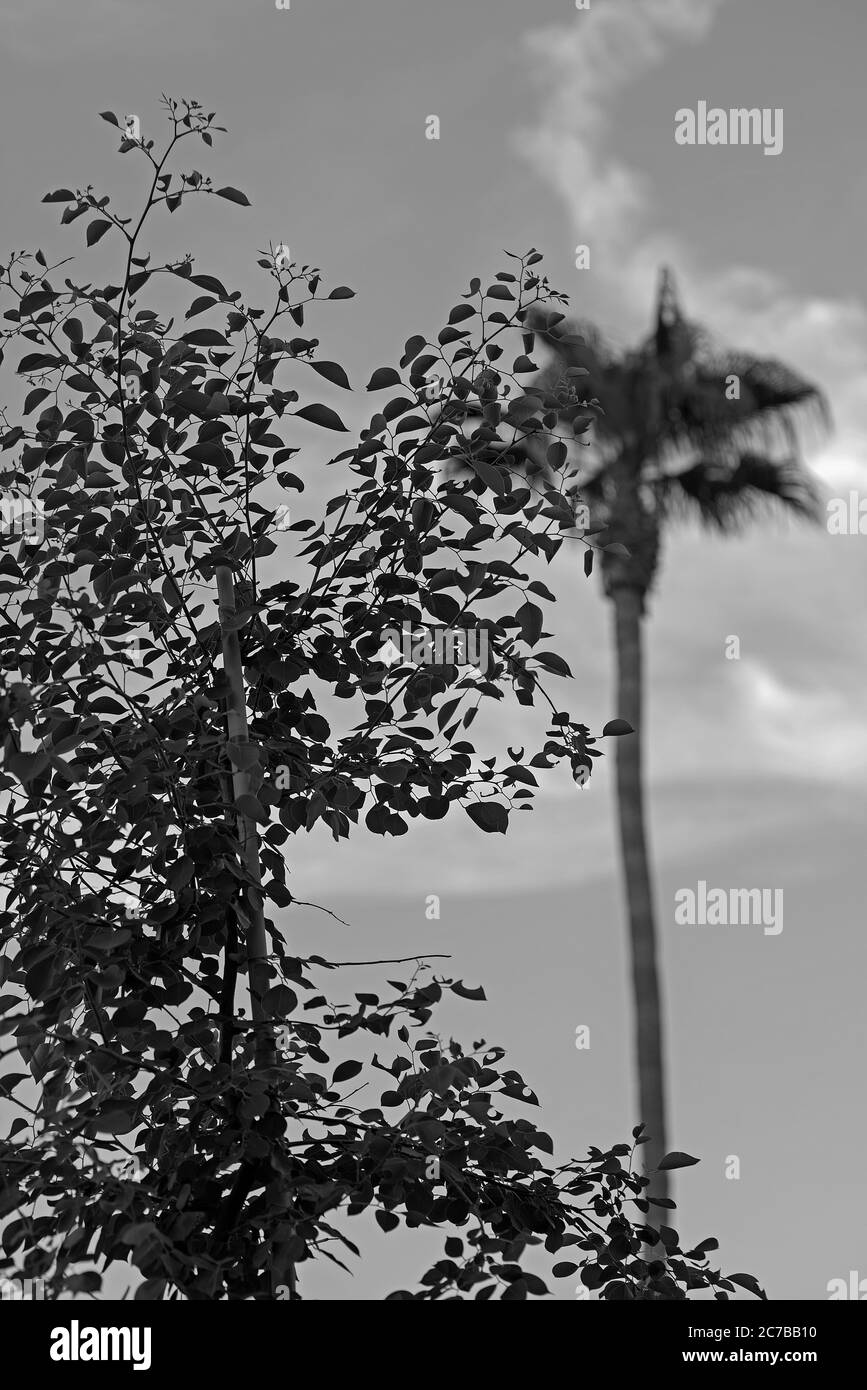 A young Indian Rosewood tree aka Sissoo with a very tall palm tree in the background. Stock Photo