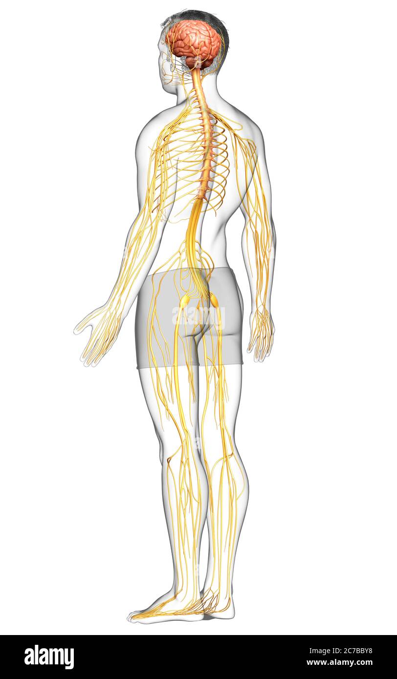 3d Rendered Medically Accurate Illustration Of A Male Nervous System