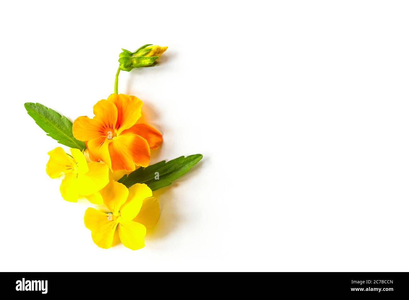 Floral arrancement of blooming yellow pansy flowers with leaves and buds on white bckground with copy space Stock Photo