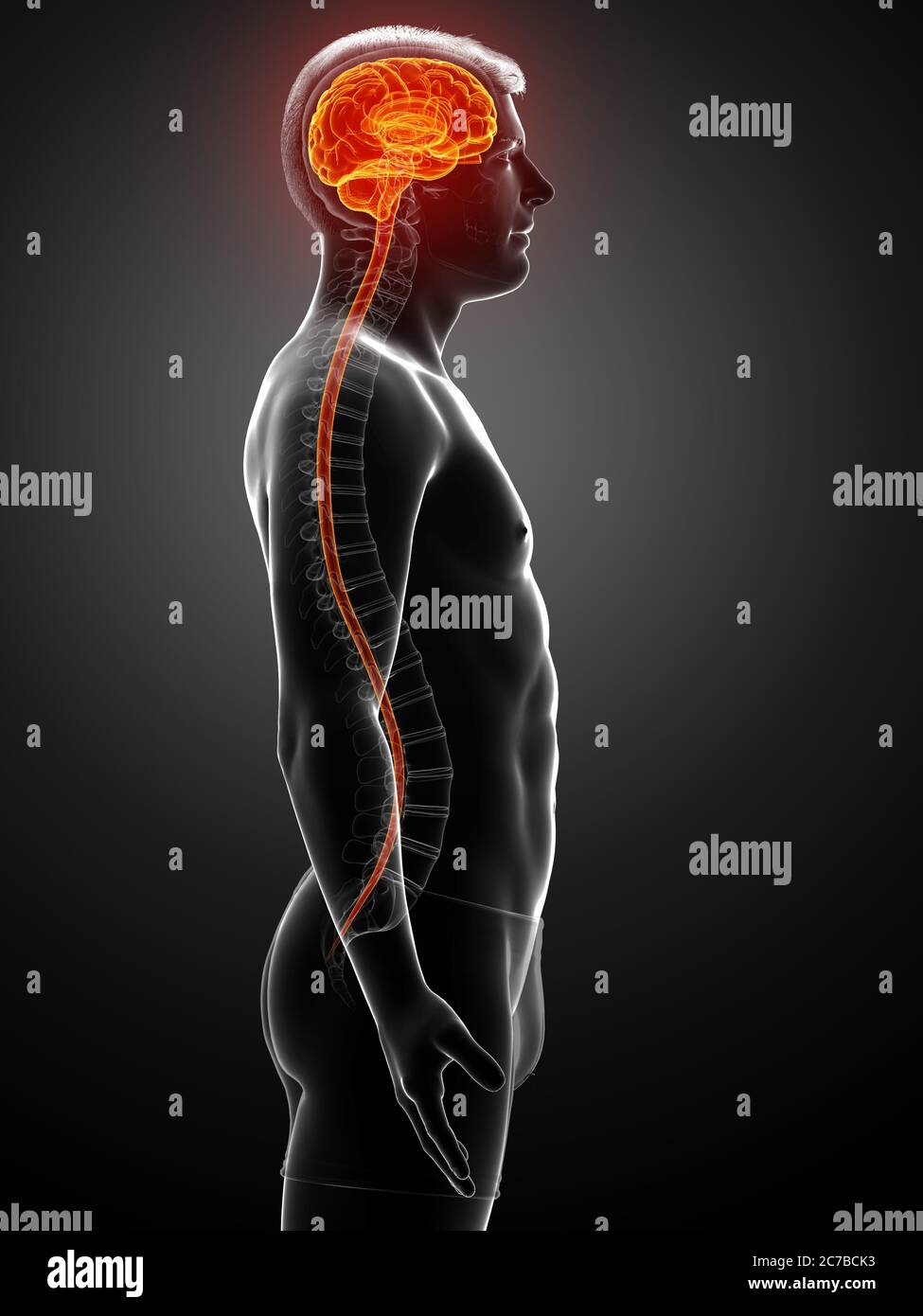 3d rendered medically accurate illustration of a male brain Stock Photo ...