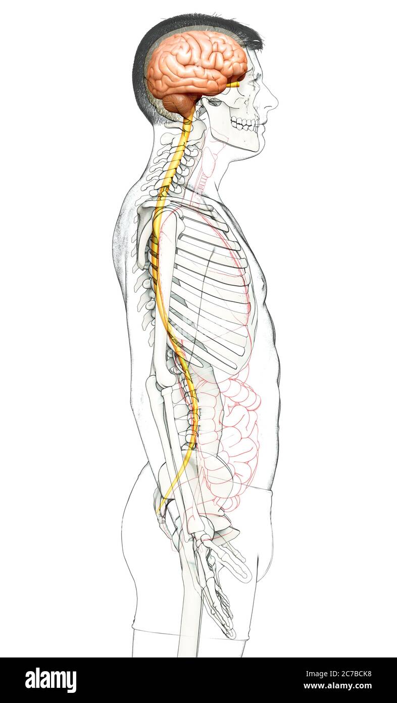 3d rendered medically accurate illustration of a male brain Stock Photo ...