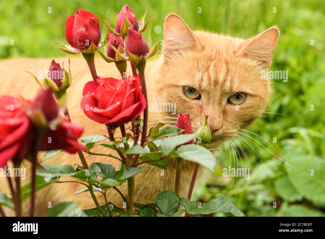 Red cat among red roses in the garden Stock Photo