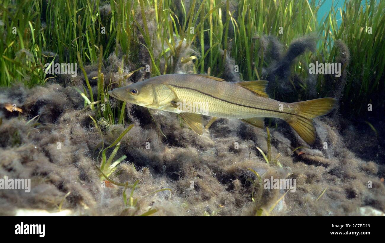 A wild Snook (Centropomus undecimalis) moves past an eel grass bed searching for prey. Snook are highly prized game fish in Florida, and make excellen Stock Photo