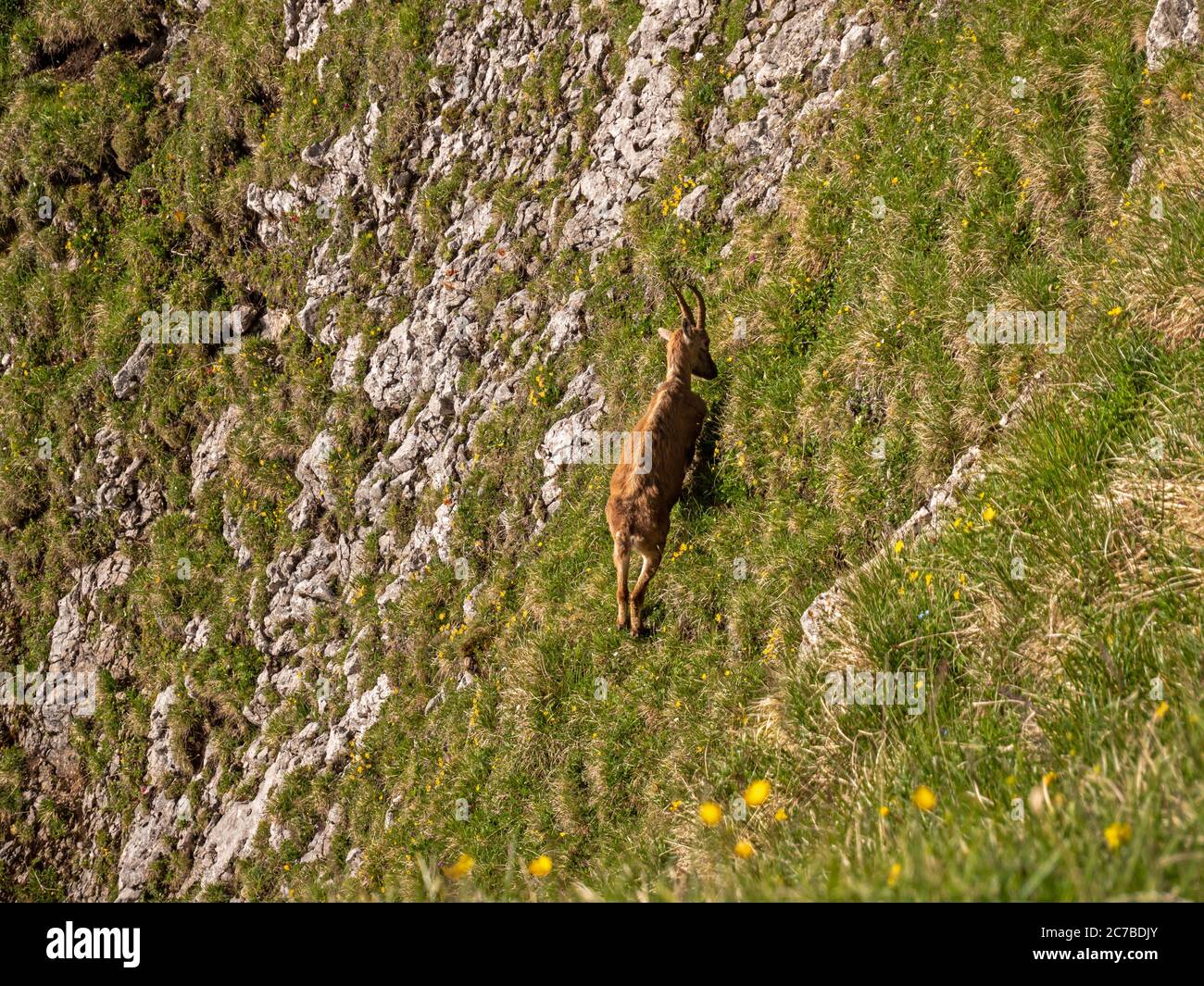 Shots of a wild ibex mountain goat gazing on grass on a cliff side in the high alps in the pilatus region of switzerland. Stock Photo