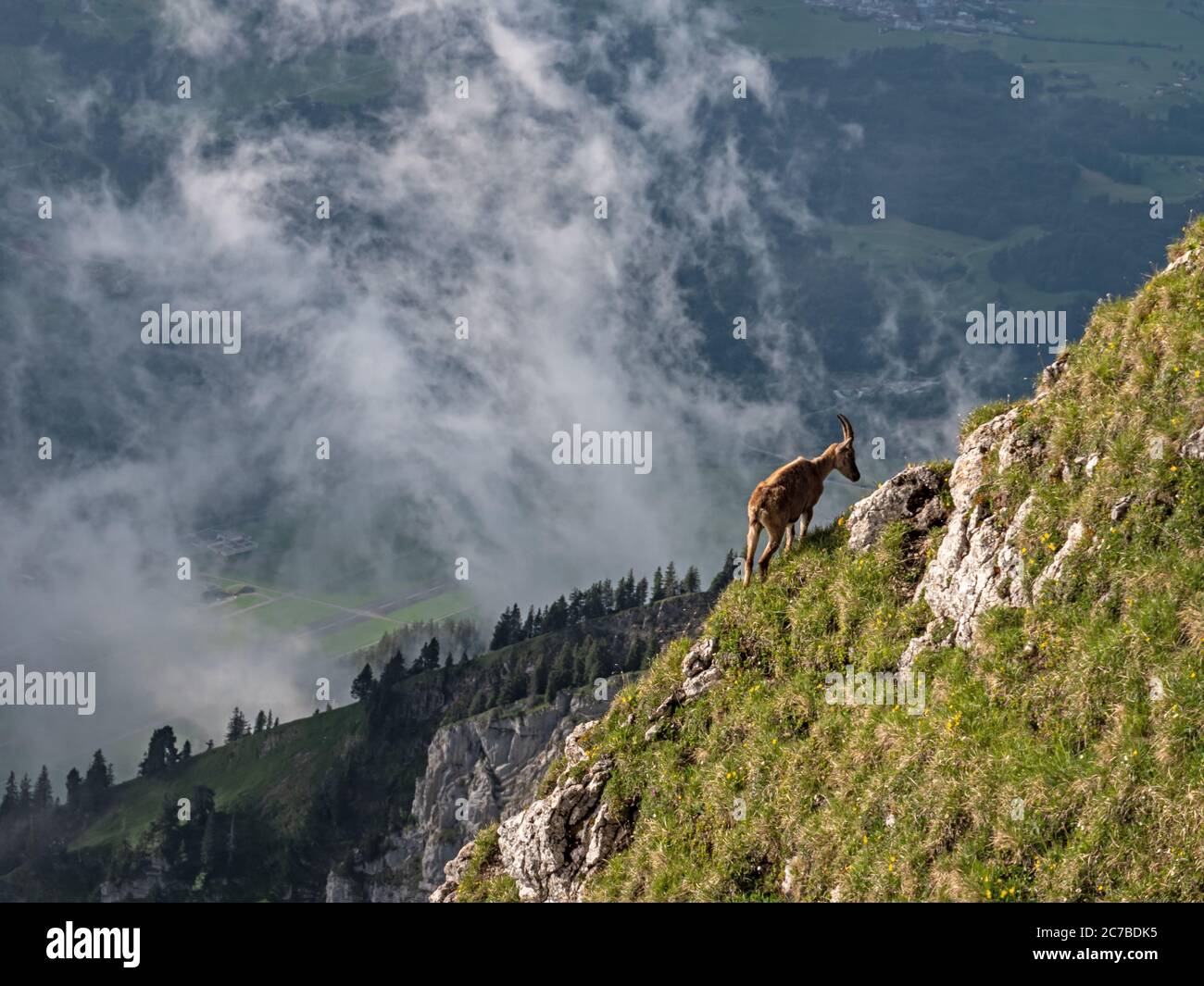 Shots of a wild ibex mountain goat gazing on grass on a cliff side in the high alps in the pilatus region of switzerland. Stock Photo