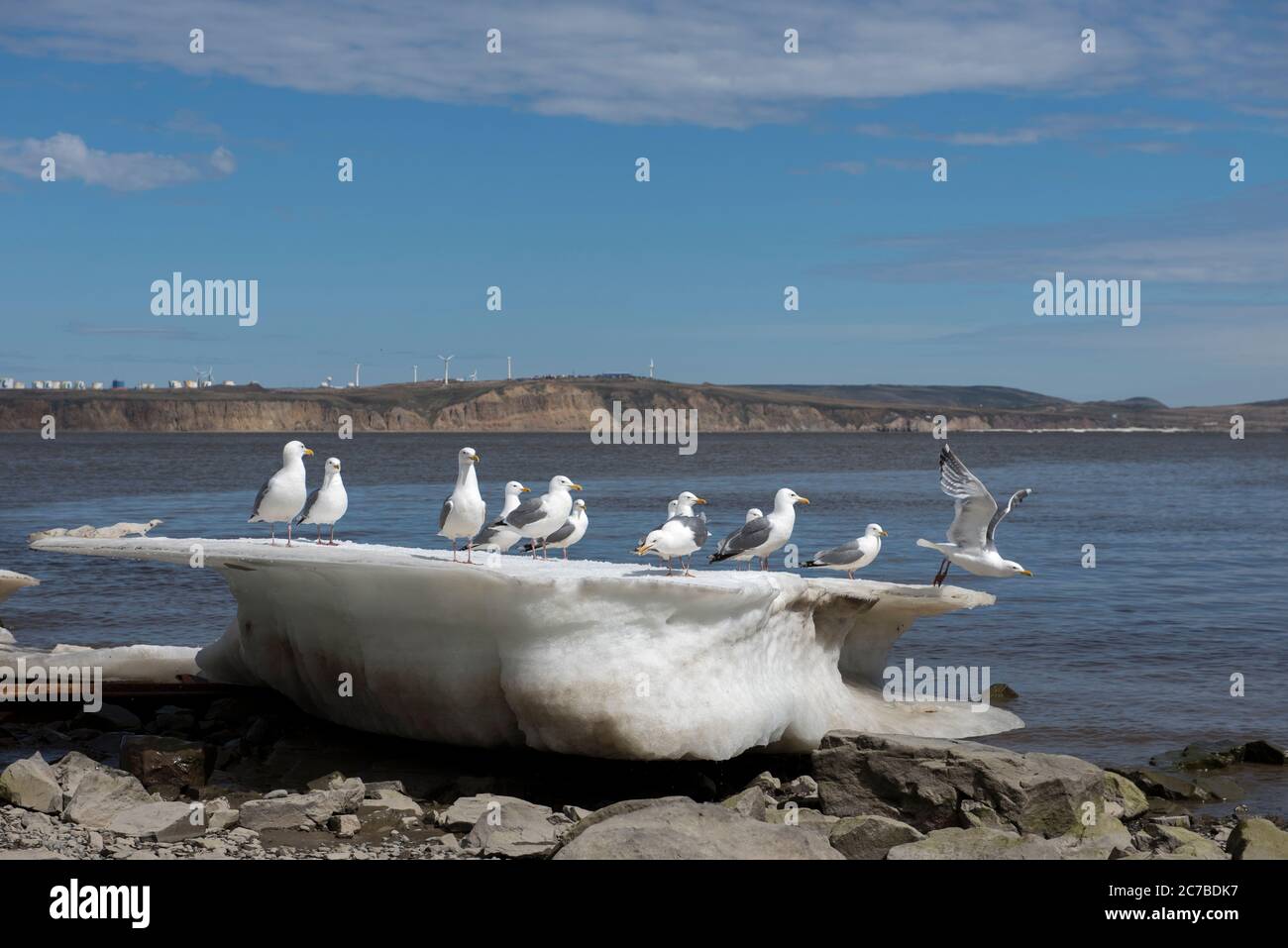 Seagulls on the block of ice on the shore of Bering sea Stock Photo