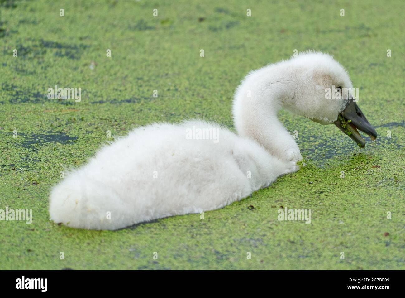 Little duckweed hi-res stock photography and images - Page 3 - Alamy