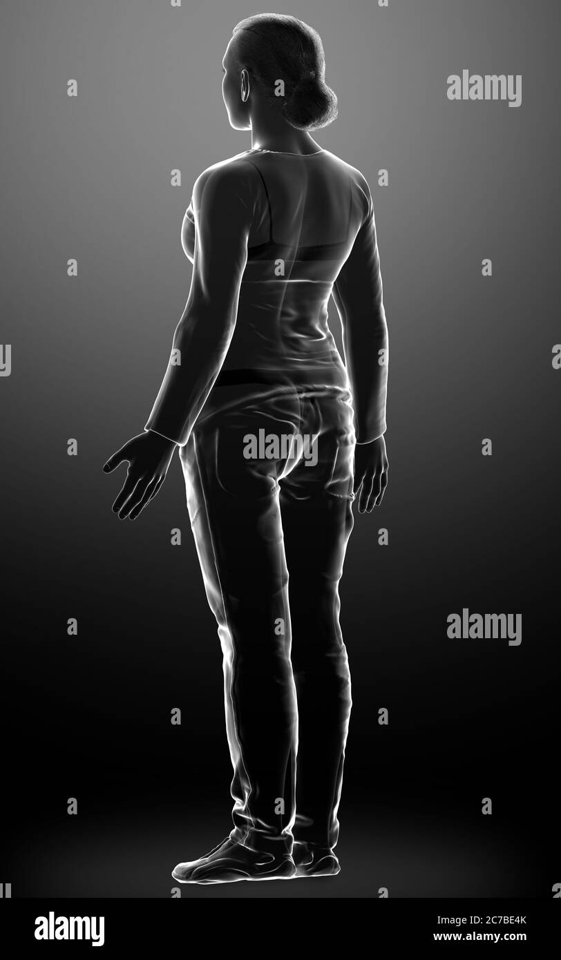 Woman Body Rendering 3d rendered illustration of the female body Stock Photo - Alamy