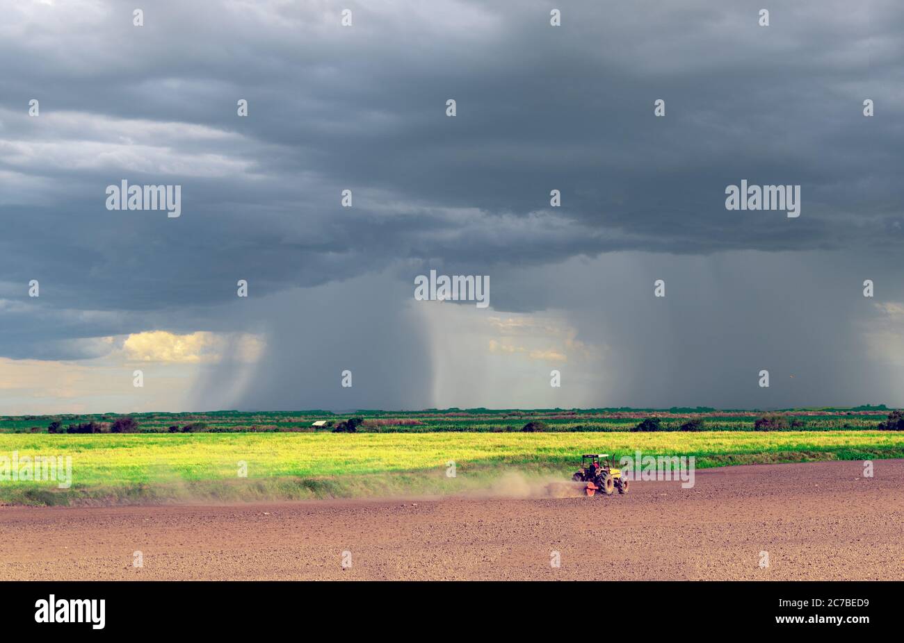 Brazilian rural landscape. Rice planting area (Oryza ssp.). Soil in ...