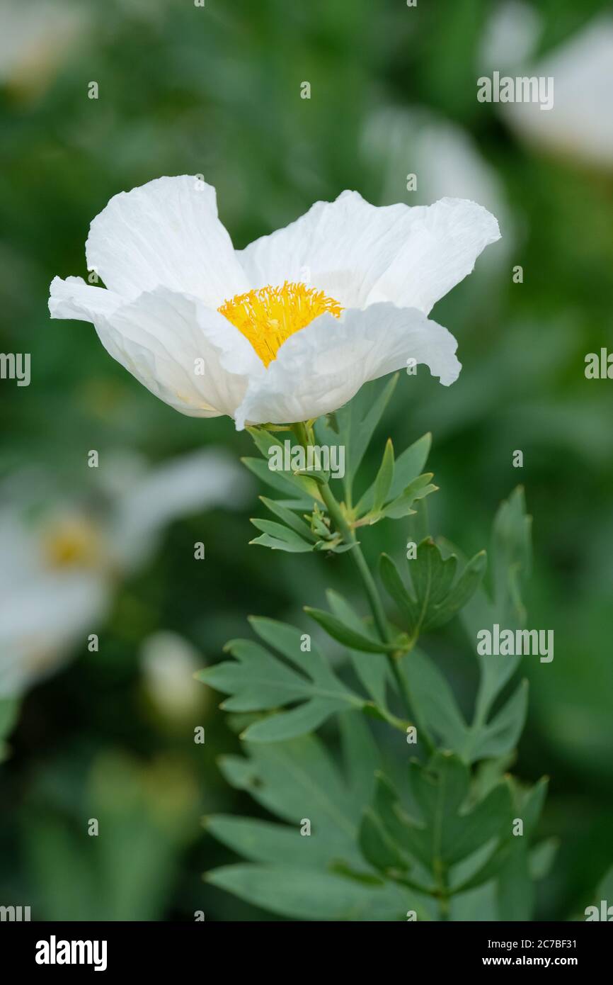 Single pure-white, poppy-like flower of Romneya coulteri. Coulter's Matilija Californian tree poppy with a foliage background Stock Photo