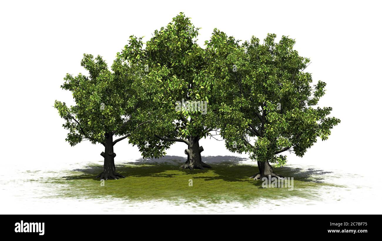 American beech tree isolated on hi-res stock photography and images - Alamy