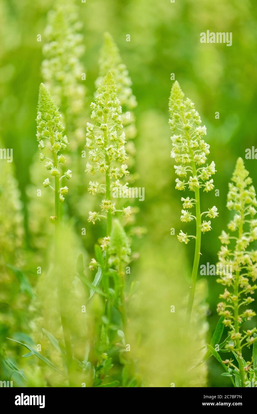 The dye plant, Reseda lutea, yellow mignonette wild mignonette has been used to manufacture a dye called weld for millenia. Base rocket Stock Photo