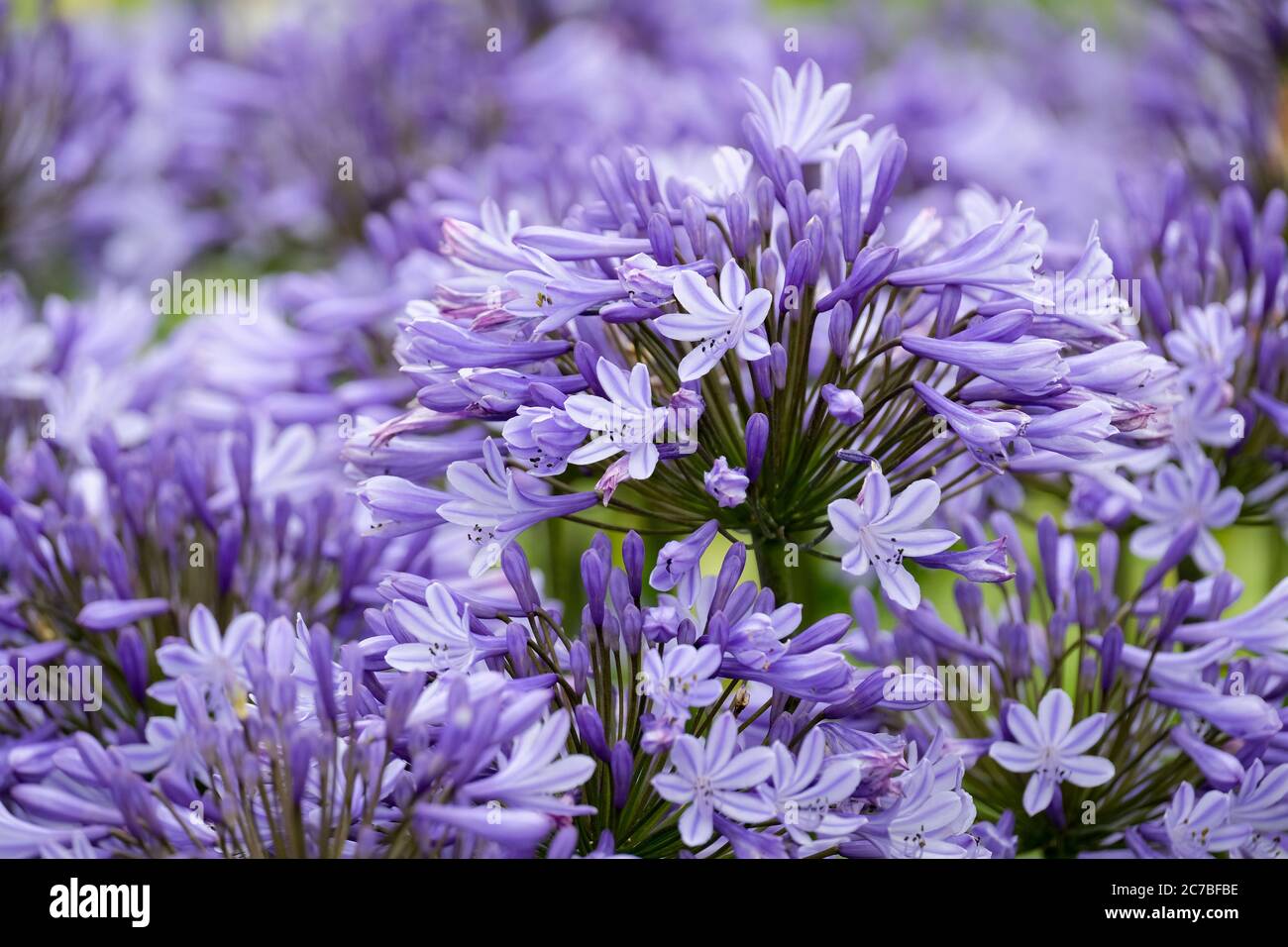 Large mid blue flower umbels of agapanthus 'Dr. Brouwer', Africa lily, African lily 'Dr. Brouwer'. Stock Photo