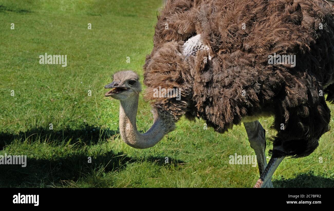 Ostrich in little farm, Bulgaria Stock Photo