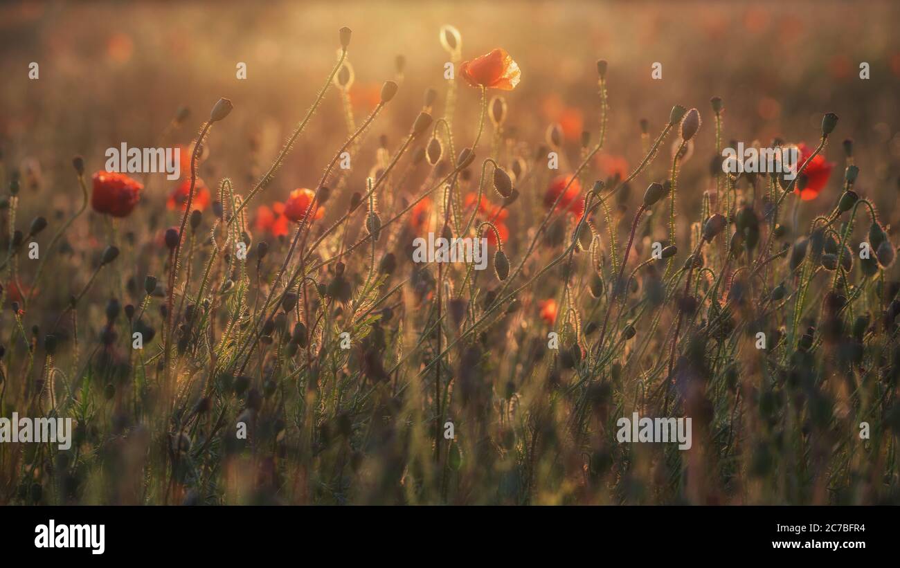 Beautiful poppies in the English countryside in Spring Stock Photo - Alamy