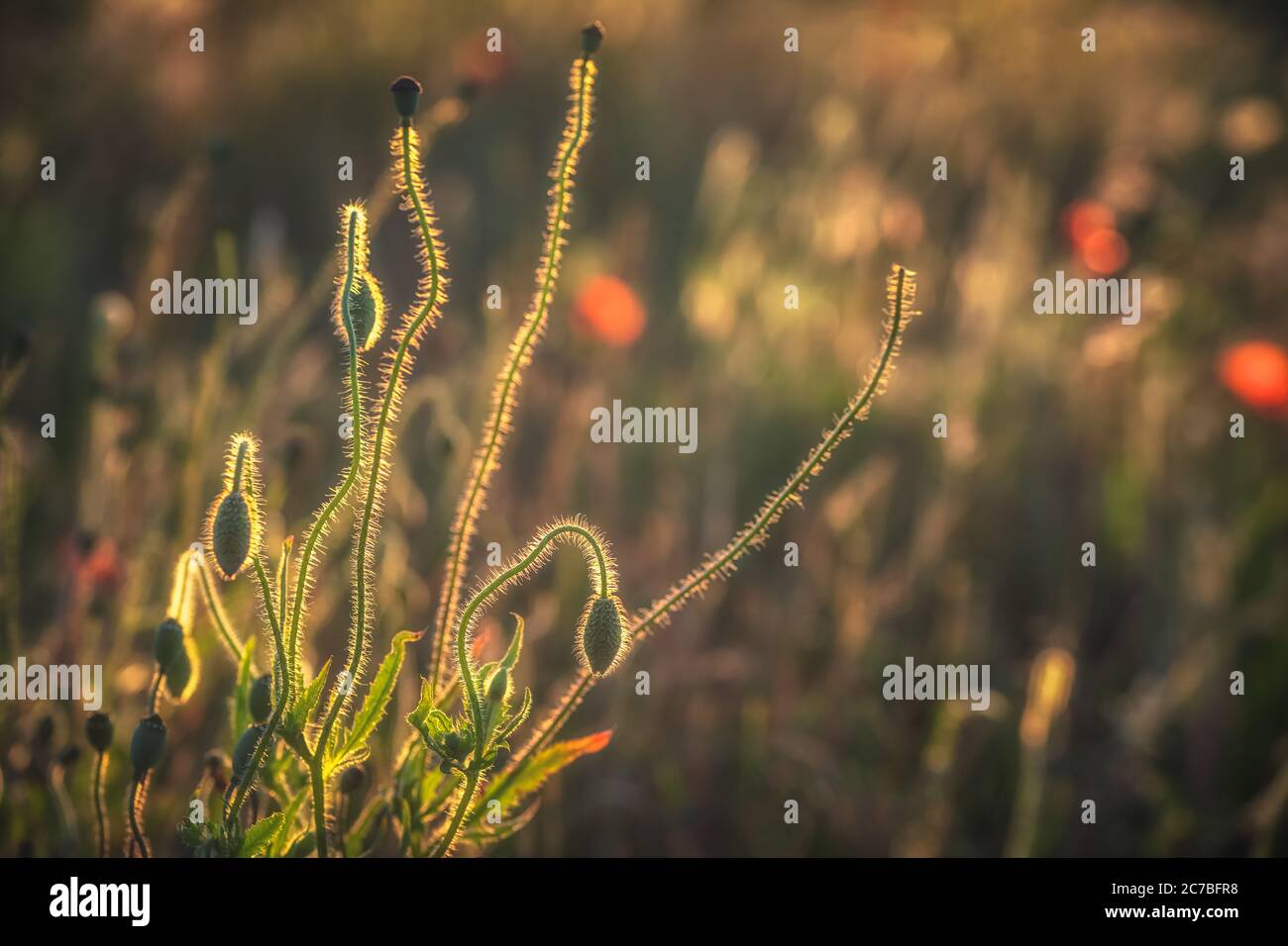 Beautiful poppies in the English countryside in Spring Stock Photo - Alamy